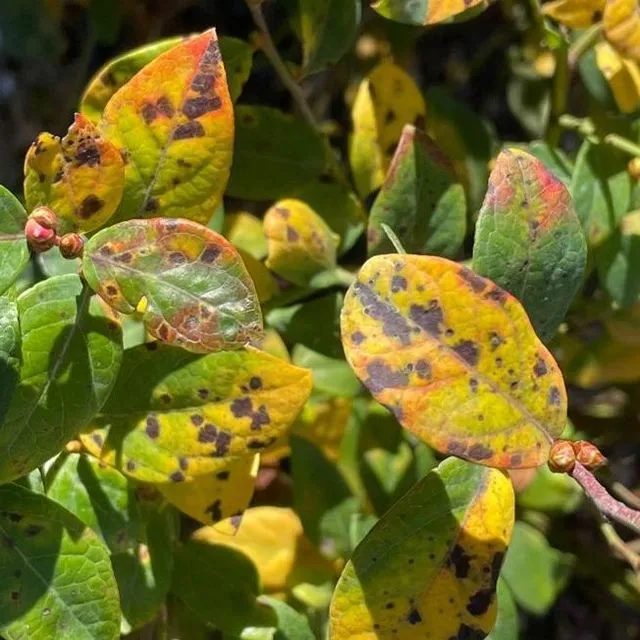 thumbnail for publication: Leaf Rust Disease of Southern Highbush Blueberry in Florida